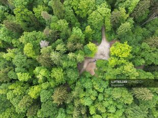 Vogelperspektive über dem Wald beim Gubrist Luftbild